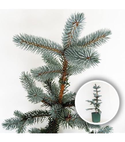 ②　プンゲンス　トウヒ　ホプシー　７号　最高等級極上品‼️ ⑨ ブンゲンス トウヒ ホプシー 7号 最高等級極上品‼️ - メルカリ